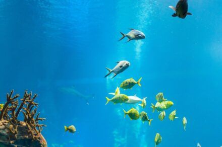 El Acuario de Niágara