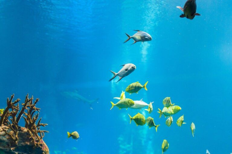 El Acuario de Niágara