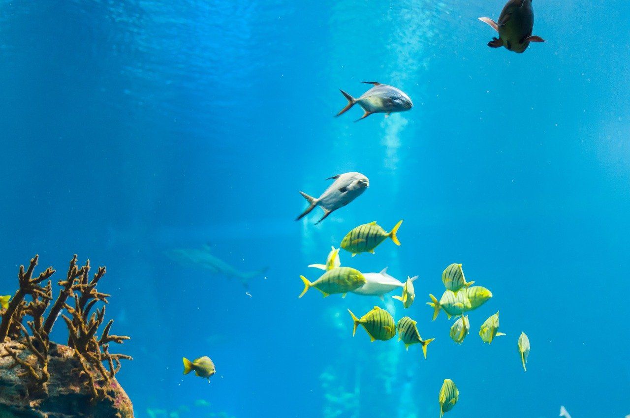 El Acuario de Niágara