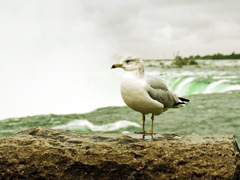 Rápidos y espuma en la base de las cataratas del Niágara
