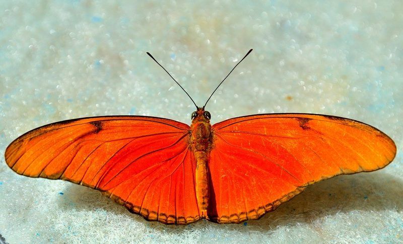Observatorio de mariposas de Niágara, invernadero con especies exóticas